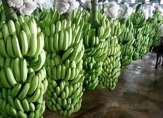 Tăng cường kiểm soát an toàn thực phẩm đối với chuối tươi xuất khẩu sang Trung Quốc