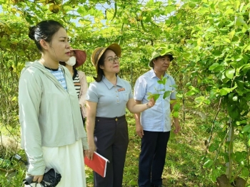 Nông dân Đô Lương đưa chủ trương của Đảng vào cuộc sống