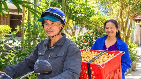 Nông dân xứ Tiên phấn khởi khi Bòn bon được mùa, được giá