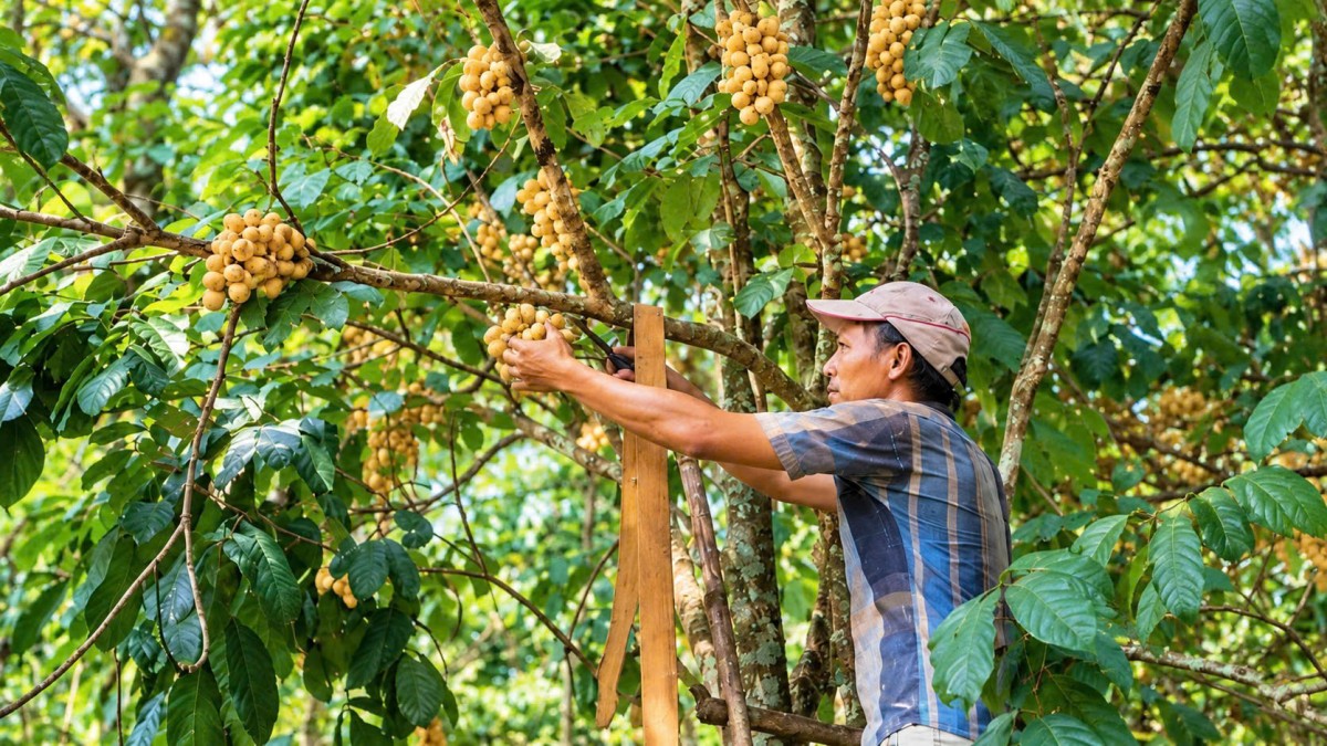 Nông dân xứ Tiên phấn khởi khi Bòn bon được mùa, được giá