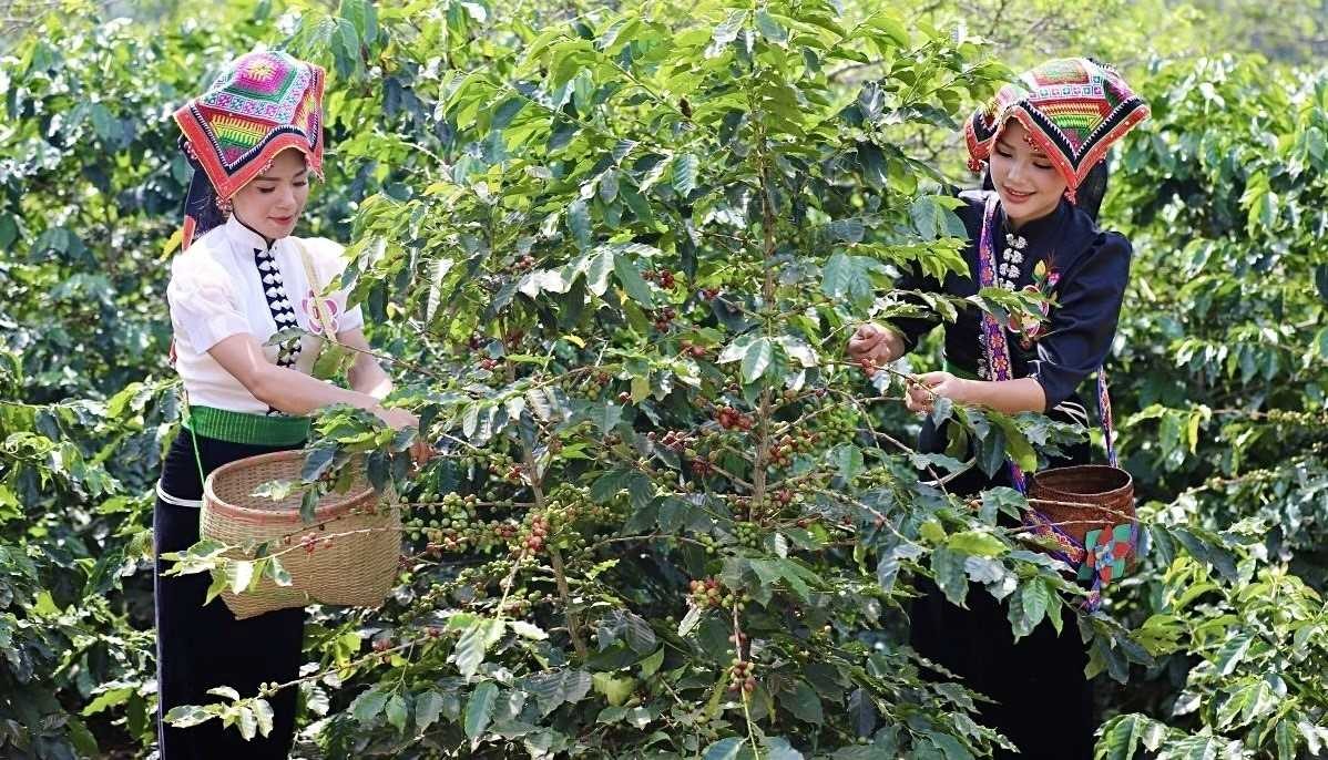Cà phê Sơn La: Nâng tầm Arabica từ canh tác sinh thái