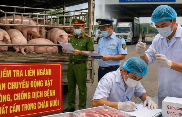 Gia Lai tăng cường kiểm tra chất cấm Salbutamol trong chăn nuôi bảo vệ sức khỏe Nhân dân