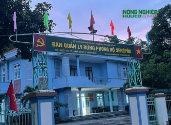Truy tìm các đối tượng phá rừng do Ban QLRPH Sêrêpôk quản lý