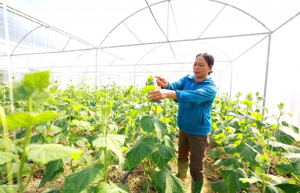 Tuyên Quang: Hội Nông dân đồng hành cùng hội viên phát triển kinh tế