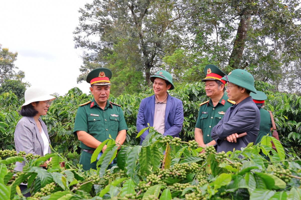 Phát triển kinh tế tuần hoàn hướng tới sản xuất cà phê hữu cơ bền vững