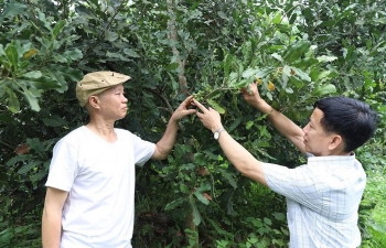 Xã Hùng An thúc đẩy liên kết sản xuất, phát triển nông nghiệp hàng hóa