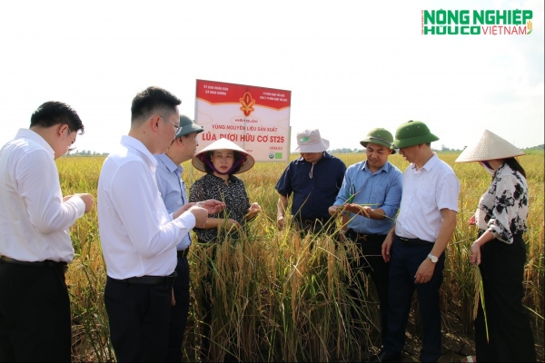 Kiến Quốc phát triển vùng lúa rươi hữu cơ, nâng tầm giá trị nông sản Hải Phòng