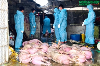 Dịch tả lợn châu Phi diễn biến phức tạp tại xã Nghĩa Đồng, đã tiêu hủy hơn 46 tấn