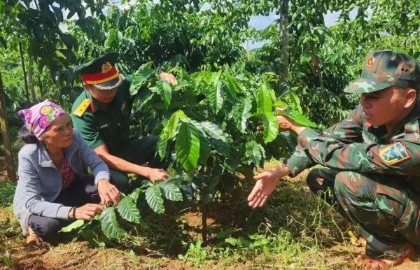 Đắk Lắk phát triển vùng cà phê hữu cơ theo tiêu chuẩn Mỹ và châu Âu hướng đến xuất khẩu