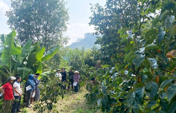 Tuyên Quang: Xã Cán Tỷ phát huy lợi thế nông nghiệp đặc sản, hướng tới phát triển bền vững