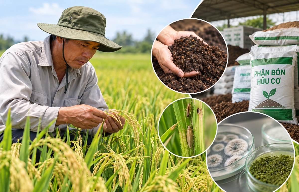 Gỡ nút thắt vật tư nông nghiệp hữu cơ - Kỳ 1: Những rào cản từ thực tiễn