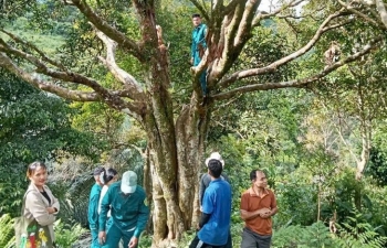 Đà Nẵng: Xã Trà Vân phát triển sinh kế từ nông lâm nghiệp bền vững