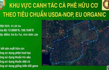 Công ty Cà phê 15 phát triển 21,24 ha cà phê hữu cơ đạt chuẩn Mỹ và châu Âu tại Đắk Lắk