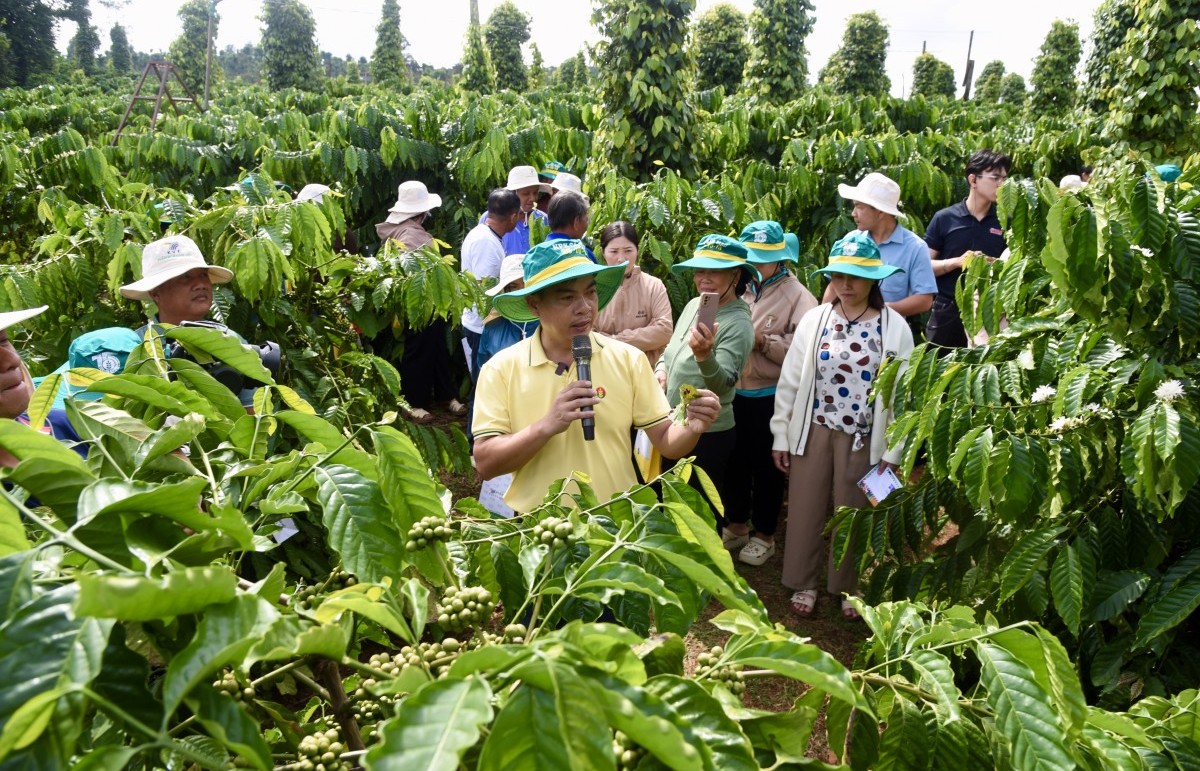 Nâng chất lượng Robusta Việt: Phân bón Cà Mau đưa công nghệ số vào quản lý canh tác tại vùng trồng