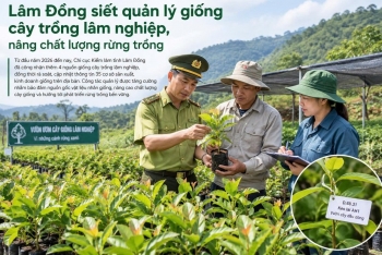 Lâm Đồng tăng cường kiểm soát nguồn gốc giống cây lâm nghiệp