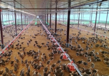 Hiệu quả từ việc sử dụng chế phẩm sinh học trong chăn nuôi gà ở Thái Nguyên