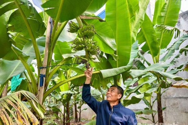 Đặc sản chuối ngự "tiến vua" vào vụ Tết