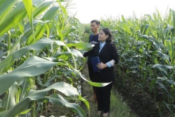 Chú trọng liên kết, nâng giá trị cây vụ đông