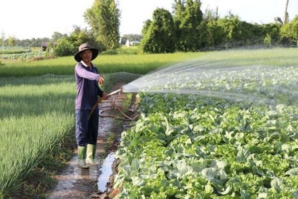 Nông dân Vĩnh Long tất bật xuống giống rau phục vụ Tết 2026