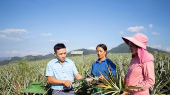 Liên kết xây dựng vùng nguyên liệu tập trung