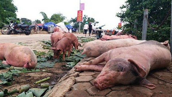 Chuyên gia nói về mức độ ảnh hưởng sức khỏe của thịt lợn nhiễm dịch bệnh được chế biến đóng hộp