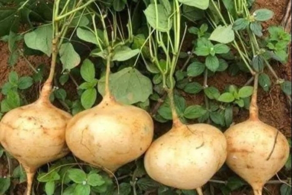 Củ đậu rất tốt nhưng có bộ phận là "thuốc độc": Bạn đã biết chưa?