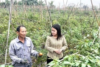 Phát triển rau màu thành cây trồng chủ lực