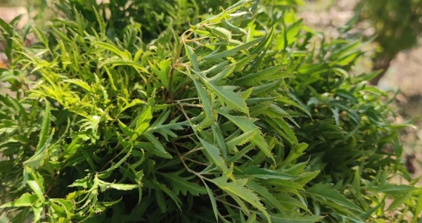 Loại rau gia vị được dùng chữa mất ngủ, những ai không nên sử dụng?