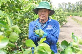 Giá chanh giữ nhịp trước Tết, nhà vườn Tây Ninh phấn khởi
