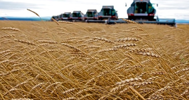 Nguồn cung lúa mì tăng mạnh, gây áp lực cho các nước xuất khẩu trong năm 2025/26