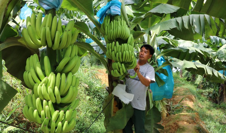Hơn 1.100ha chuối ở Lào Cai được cấp mã số vùng trồng