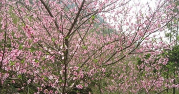 Chuyên gia chỉ cách "điều khiển" hoa đào nở đúng Tết