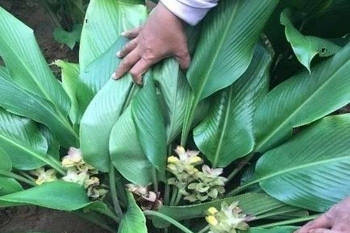 Khả năng chống ung thư từ loài cây mọc khắp vùng quê Việt Nam