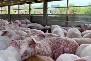 Vì sao thịt heo nhiễm dịch tả heo châu Phi tuyệt đối không được dùng cho người?