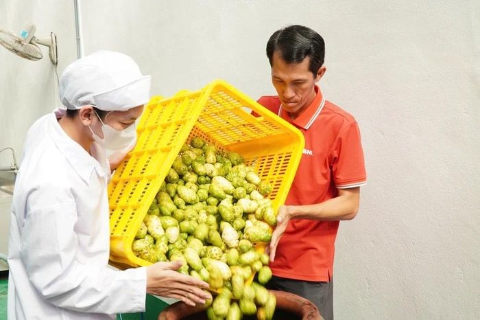 Bỏ việc lương cao về quê khởi nghiệp với trái nhàu