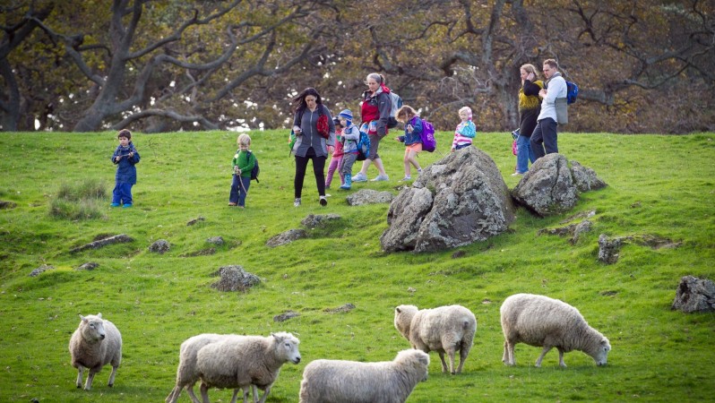 Trang trại nuôi bò, cừu đẹp như tranh giữa lòng thành phố New Zealand hút hàng triệu du khách