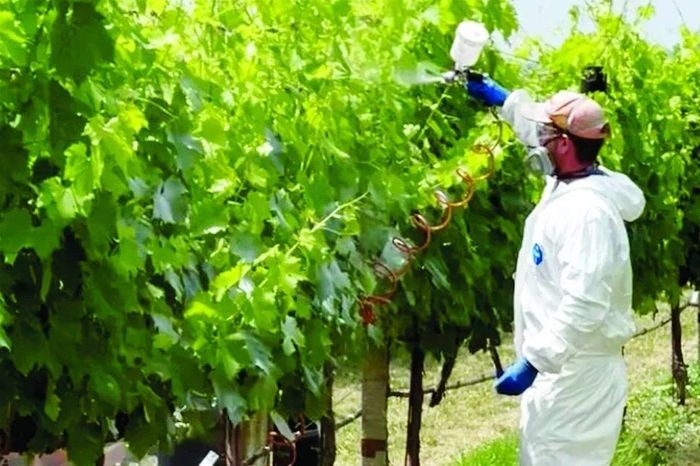 Lớp phủ sinh học giúp giảm lượng thuốc trừ sâu