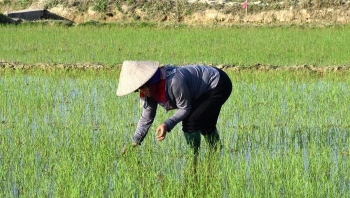 Nông dân chăm sóc lúa đông xuân