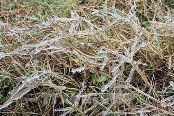 Hạn chế thấp nhất thiệt hại do giá rét gây ra với cây trồng, vật nuôi