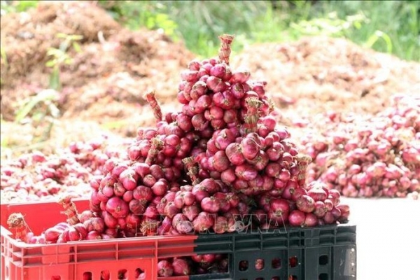 "Thủ phủ" hành tím Vĩnh Châu đột phá từ giống mới