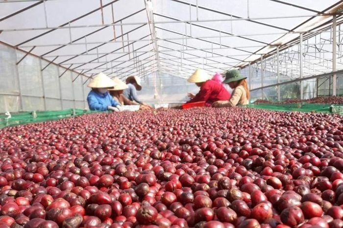 HTX tận dụng vỏ cà phê, biến phế phẩm thành giá trị kinh tế tuần hoàn