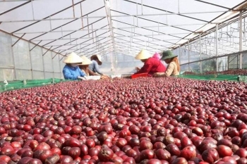 HTX tận dụng vỏ cà phê, biến phế phẩm thành giá trị kinh tế tuần hoàn