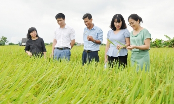 Công nghệ sinh học cải thiện chất lượng nguồn giống