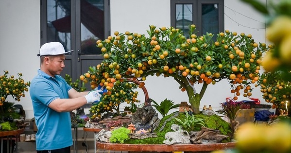 Cách chọn cây quất cảnh trưng Tết bền đẹp