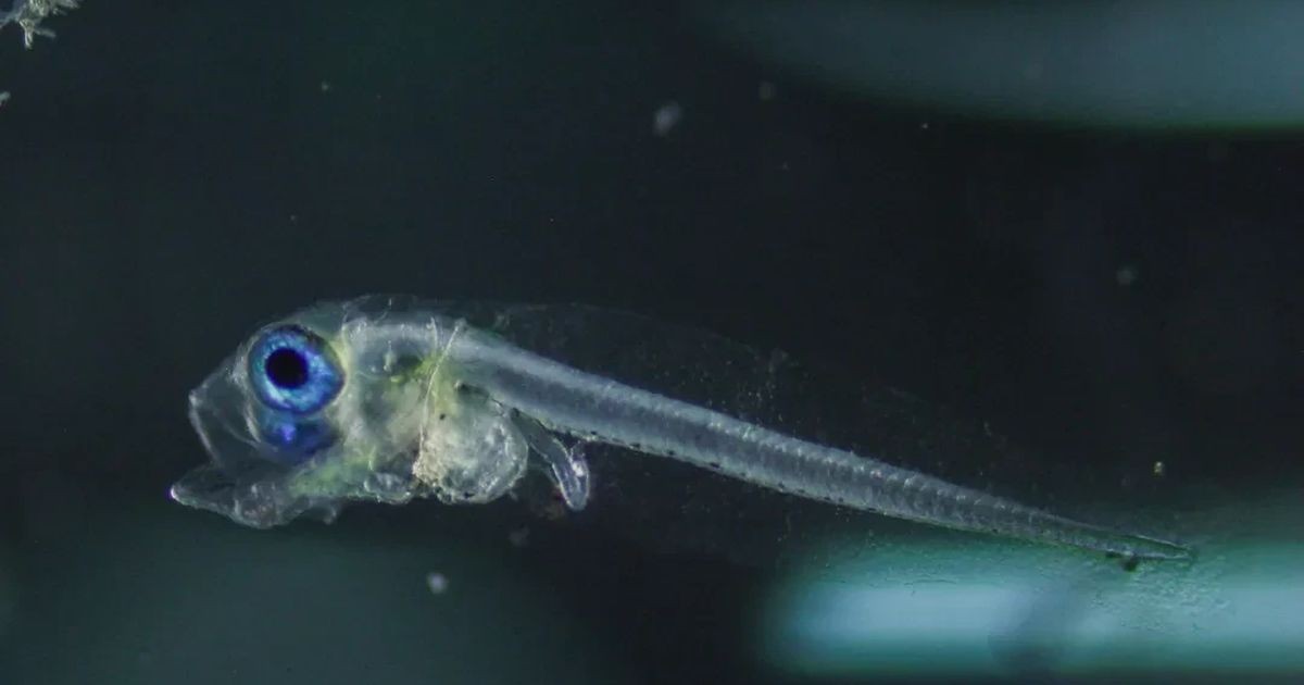 Philippines nhân giống thành công cá ngừ chấm trong hệ thống khép kín