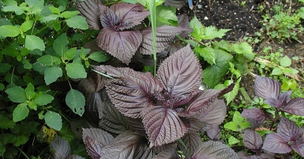 Loại rau ăn gỏi cá hồi là bài thuốc giải cảm cực tốt