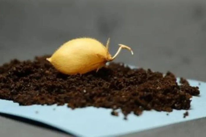 Bí mật từ thí nghiệm trồng cây trên đất Mặt Trăng