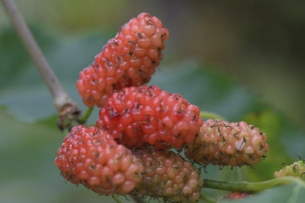 Loại quả vào mùa bán đầy chợ, vừa giải nhiệt vừa tốt cho tim mạch