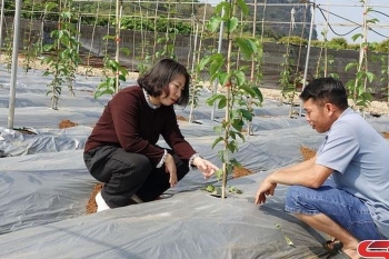 Sơn La: Chủ động triển khai nhiều biện pháp tích cực bảo vệ cây trồng