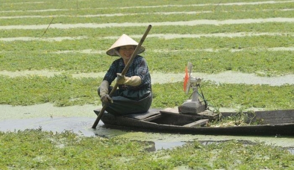 Hiệu quả từ mô hình trồng rau nhút